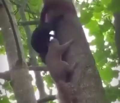 Squirrel 1 is now confused