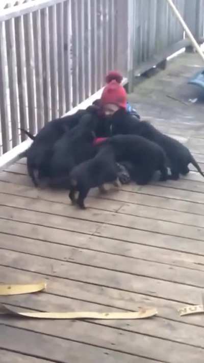 Fourteen mischievous puppies playfully topple a toddler
