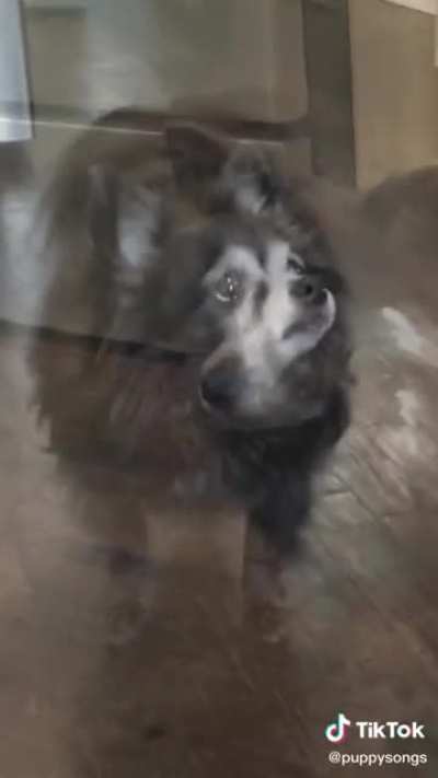 What if it was for puppy?