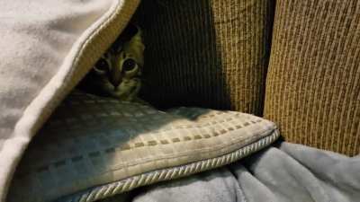 Attack! RETREAT!!! 😼