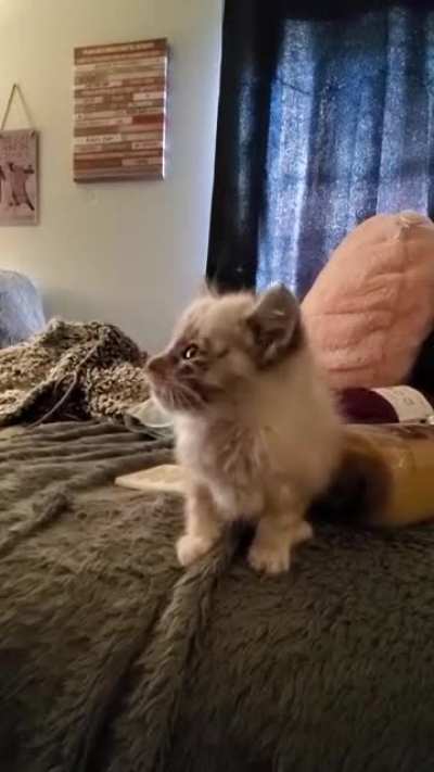 Say hello marshmallow