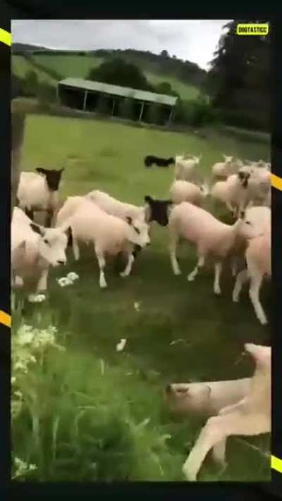 This good boy’s discipline and herding skills