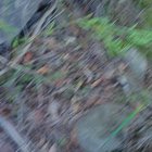 So we were walking thrpugh the aussie bush and found this (near hornsby). A guy actually followed us about 45 mins after we discovered this, and was acting very strange (came off as autistice or at least very poor social skills) a homeless guy lives in th