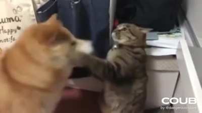 Котодедукция