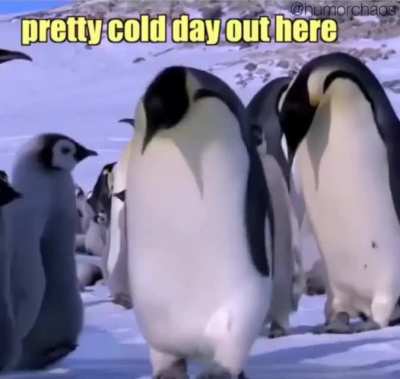 If Penguins spoke English.