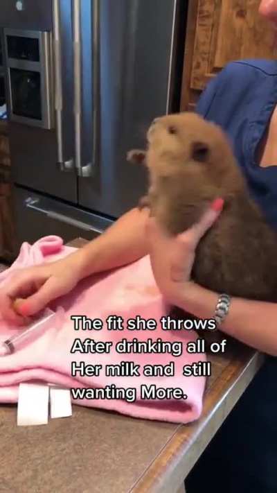 That is one angry Beaver