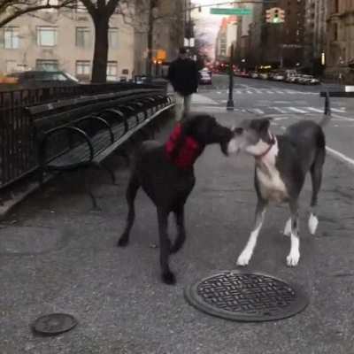 Dog sees best friend after a week
