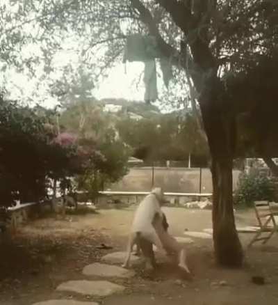 HMC - Well... Animals are people too... literally...