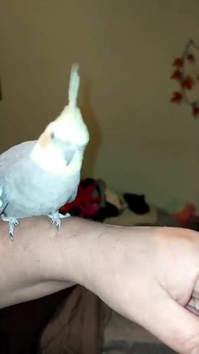 My cockatiel Darl agrees that it IS a Good Day