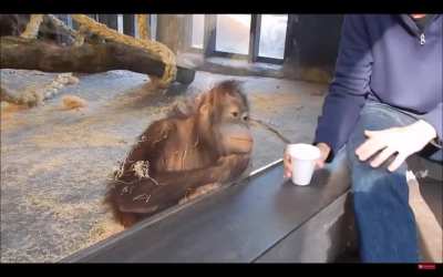 Monkey react to magic