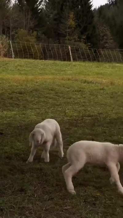 🐑❤️