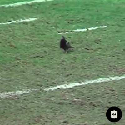 [NFL Highlights] When animals enter the gridiron…