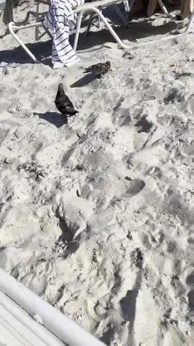 Those birds need a volleyball net