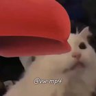 Super Cat Odyssey