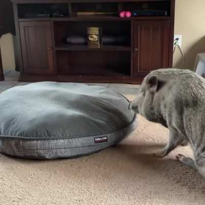 Just a pig jumping into bed