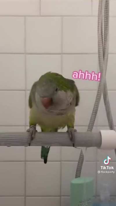 Spreading Birb Love: Day 5