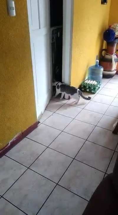 It's my cat...