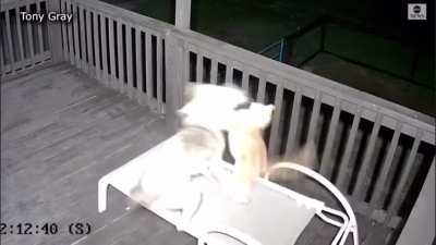 Coyote vs Cat
