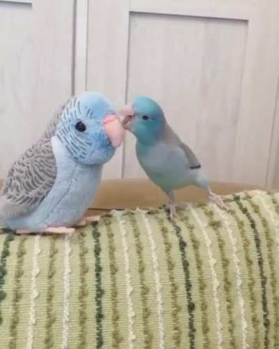 Familybirbs