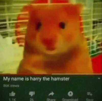 hamstear 😱