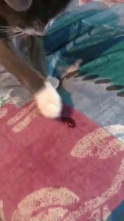 look it's a bug