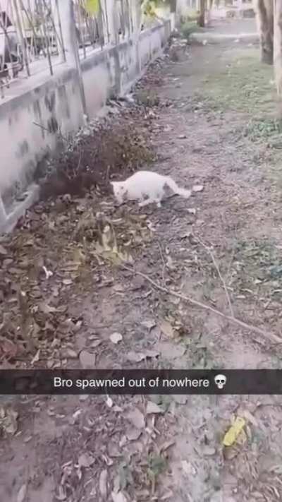 camouflage