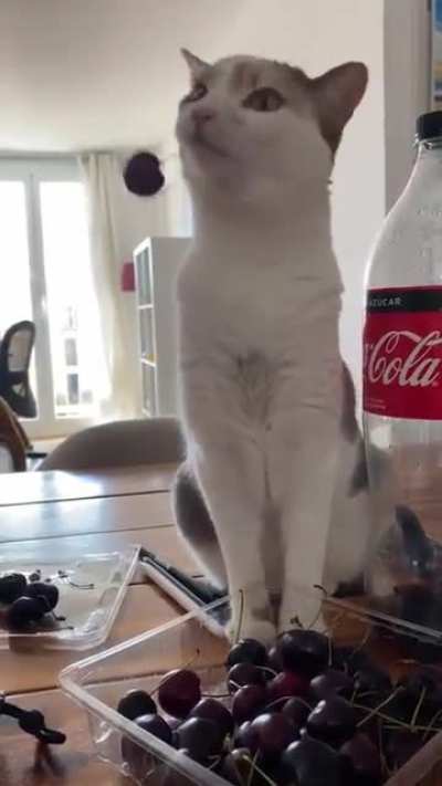Dinglebop
