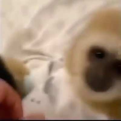 monke sleepy time