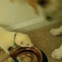 Rodion and Sonia love the puppy water bowl. Dunya is not always a fan