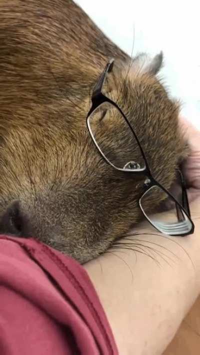 capy take a rest after war crimes