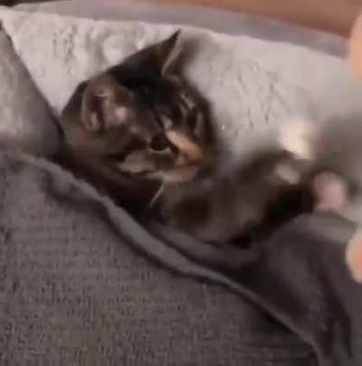 Kitty getting tucked in with its favorite toy