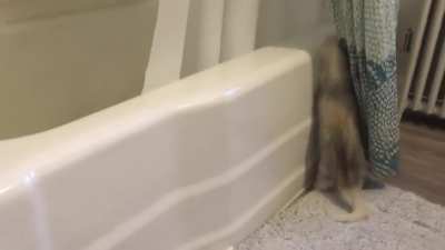 Hop