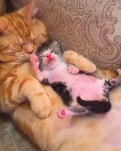 Tiny felon caught fraternizing with the prison warden. Scandalous!