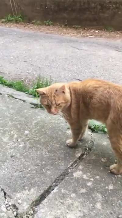 Ginger sounds like a rusty gate opening