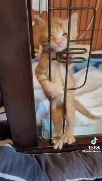 Guinness is Imprisoned and Mad About It (source - @fosterfriends on TikTok)