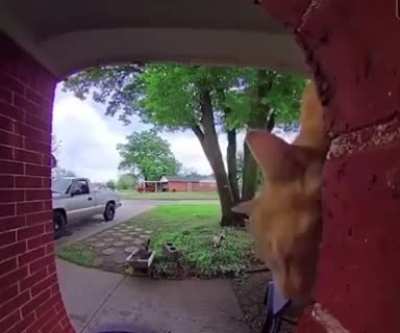 196 - Video #8423