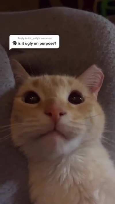 Angy cat