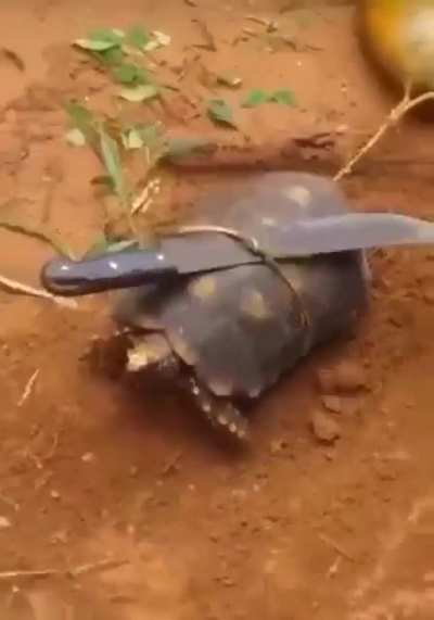 Tartaruga ninja