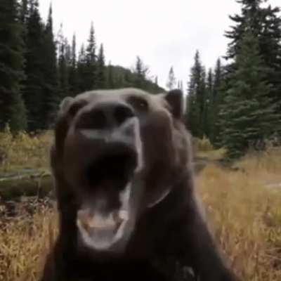 Bear
