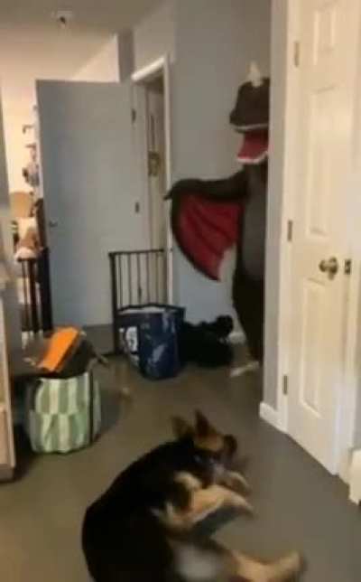 Guard Dog Training Test Failed