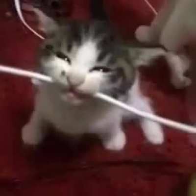 Miau