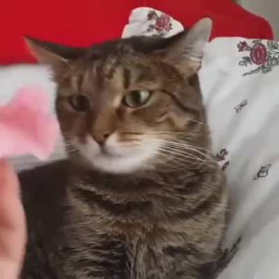 Annoying Hooman abusing her flerken