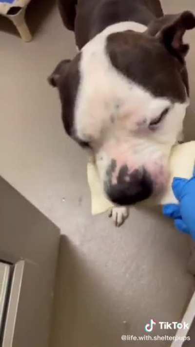Giving chews to shelter pups
