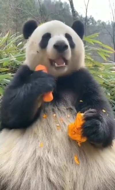 panda Eating Carrot