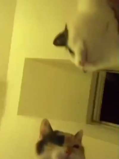 Cat rave