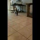 Catwalk