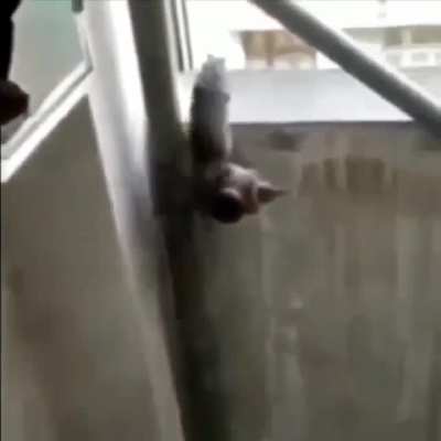 Rip that Rat Ayyyy