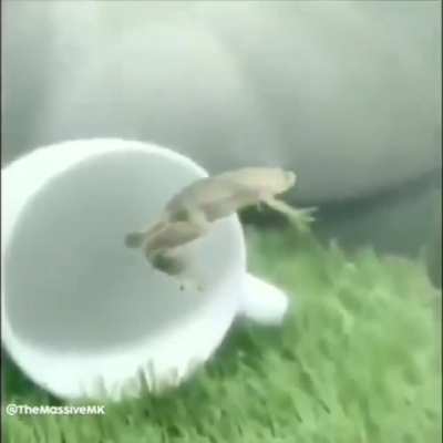 Flying frog
