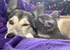 Washing her snuggle buddy!