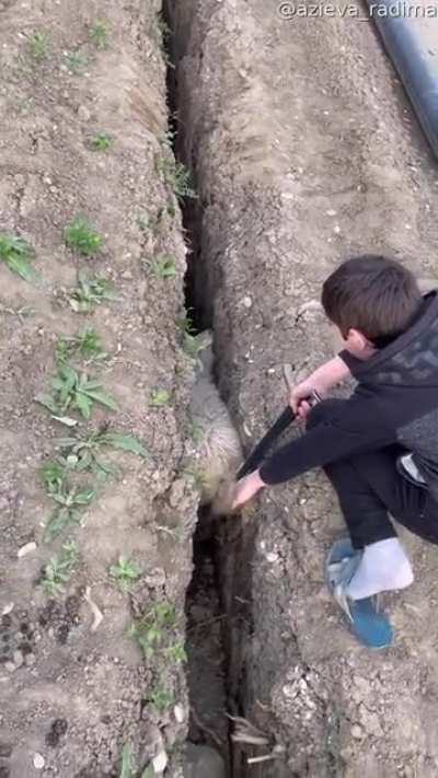 Wondering how this Sheep got stuck underground